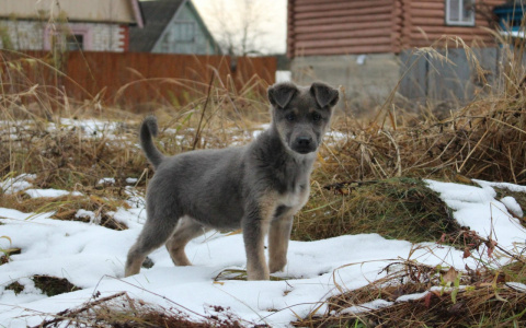 Пушистые четвероногие ищут добрых хозяев