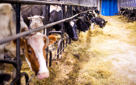 При поддержке РСХБ в Новосибирской области модернизирован животноводческий комплекс