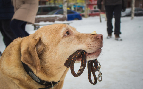 Непростые истории семерых животных, которые ищут свой дом!