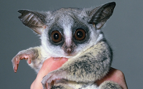 "Живая Африка" последнюю неделю ждет всех в гости!