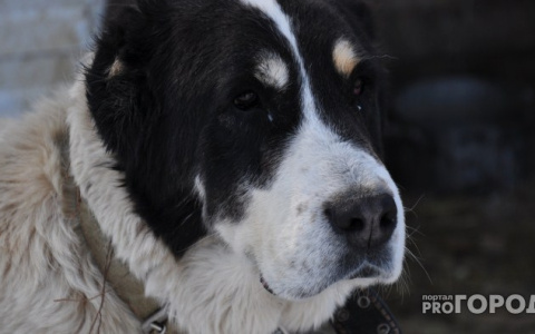 Во Владимире разыскивают опасную собаку-убийцу