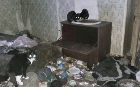 В Камешково хозяйка 30 кошек умерла и оставила животных погибать в запертой квартире