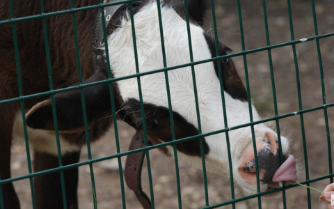 Житель Вязников пошел на "подвиг" ради своих буренок