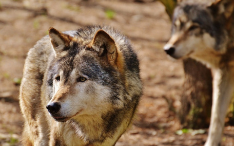 Под Петушками животных-артистов держат в ежовых рукавицах