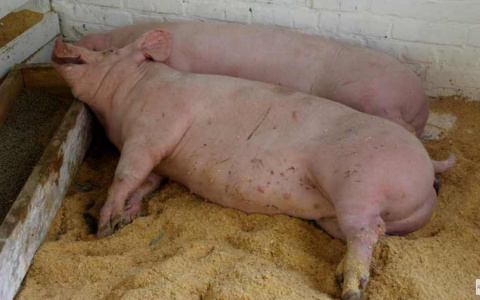 Во Владимирской области вновь вспыхнула африканская чума свиней