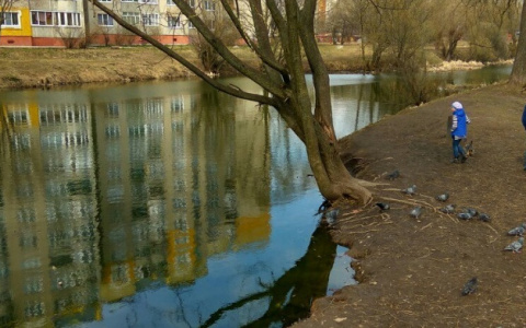 Зачистка Красносельских прудов: жители Доброго будут вынуждены страдать во имя прекрасного?