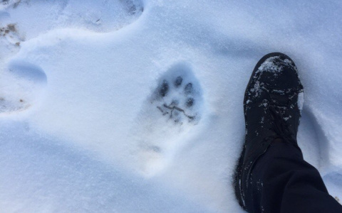 Владимирец наткнулся на дороге на большого странного зверя