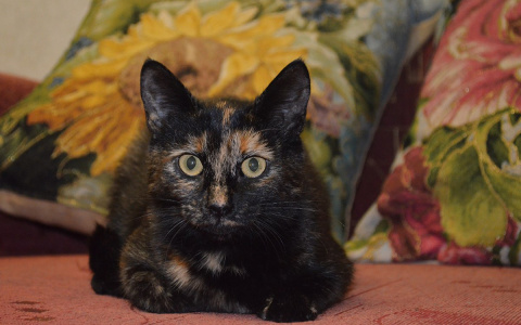 Семь душещипательных историй животных, ищущих дом