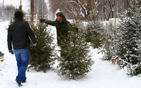 Где и когда владимирцы смогут купить красивые живые елочки?