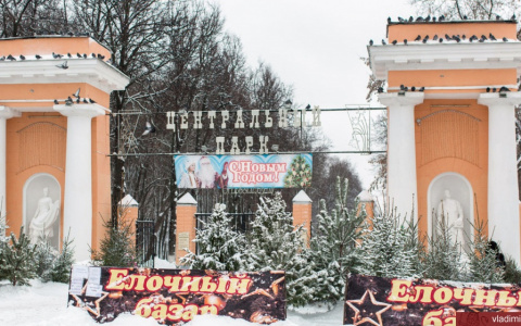 На этой неделе во Владимире открываются елочные базары