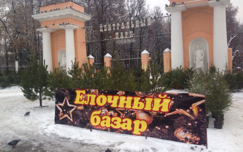 Продавец живых елок: "Пенсионерам готовы дарить елочки за "спасибо"