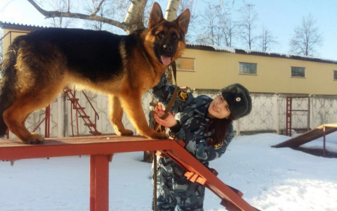 Владимирский кинолог: «Не люблю "карманных" собак, а бездомных кошек мне очень жалко»