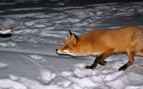 К жителям Юрьевца из леса вышла лиса, зараженная бешенством
