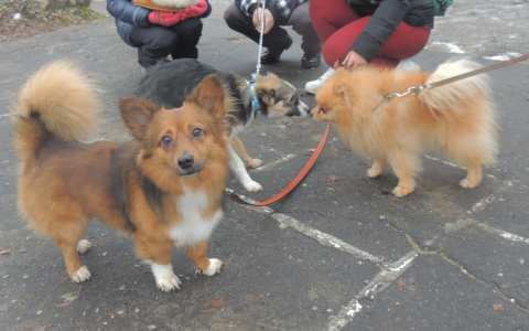 Стало известно, какие породы собак пользуются популярностью у владимирцев