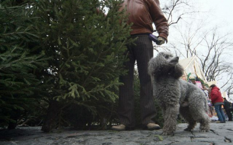В канун Нового года в Гороховецком заказнике украли 31 ель и увезли на рынок