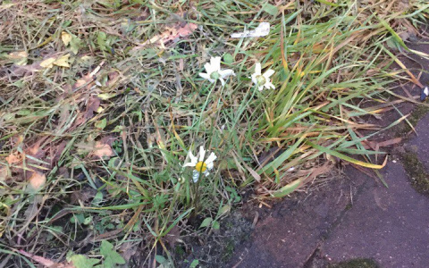 В январе во Владимире зацвели ромашки