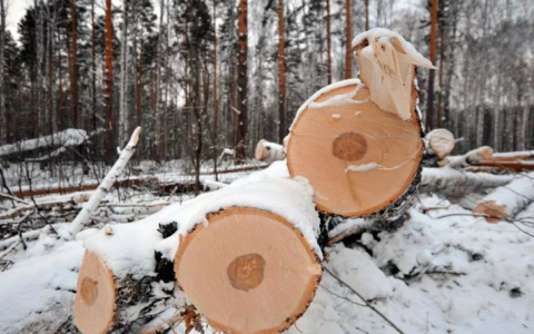 В Камешково мужчину насмерть придавило упавшим деревом