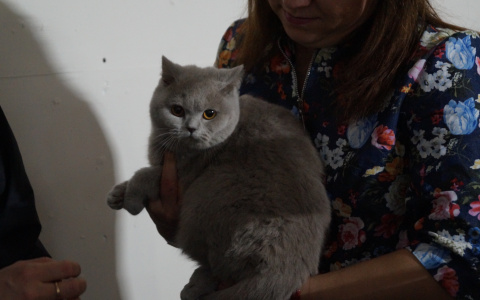 Владимирская кошатница заплатит полмиллиона за гибель питомцев и затопленную квартиру