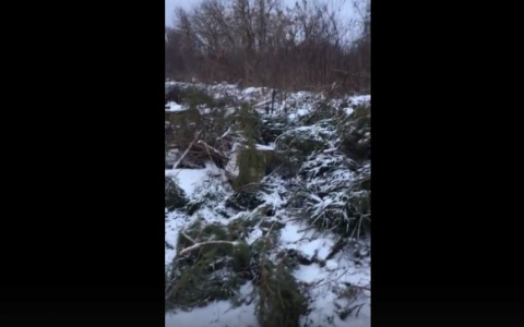 На берегу Клязьмы обнаружили "еловое кладбище"