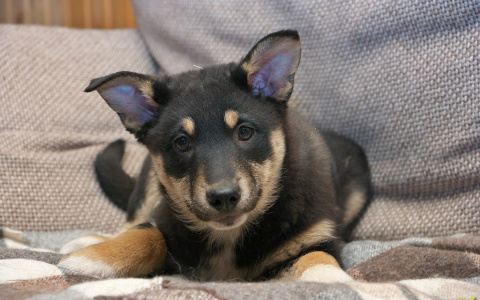 Семь душещипательных историй животных ищущих дом