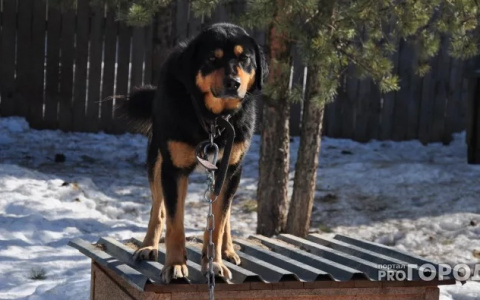 Необычные новости: Хозяевам собак запретили мешать питомцам лаять‍