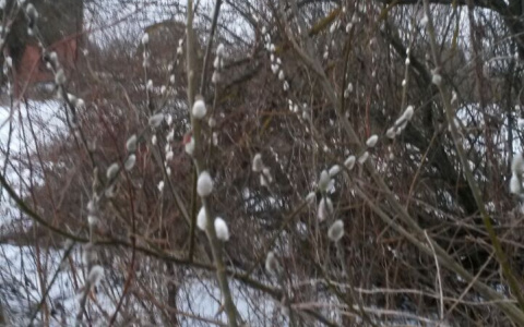 В разгар зимы во Владимире зацвела верба?
