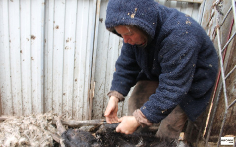 Владимирскую бабушку оштрафовали за выгул овцы в неположенном месте