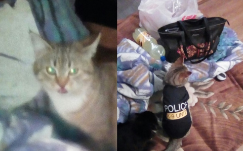 "Криминальные новости": под Владимиром ограбили кота-полицейского