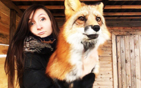 Владимирская владелица лис рассказала, каково иметь необычных питомцев