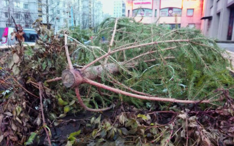 Владимирцам предлагают сдать старые елки на корм животным и птицам