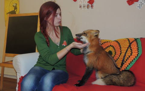 Владимирцы рисовали медуз и гладили лису ради помощи бездомным животным