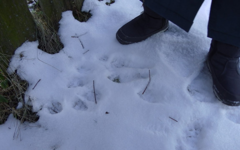 В лесах под Муромом разыскивают неизвестное существо, пьющее кровь