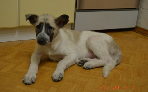 7 милых питомцев, которые остались без крыши над головой