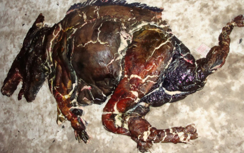 Гусевчане обнаружили труп чупакабры (фото, видео)