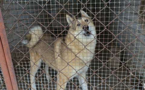 В Гусь-Хрустальном сторожевой пес напал на маленького мальчика