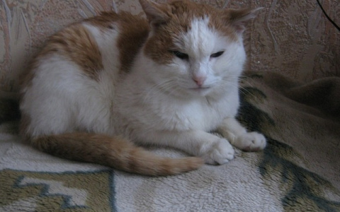 Житель Владимира дополусмерти избил кошку, желая проучить ее хозяйку