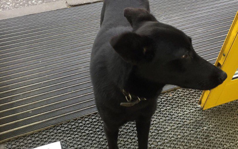 Помогите псу по кличке Блэк найти любящую семью