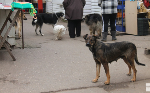 В Судогде женщину едва не загрызла свора бездомных собак