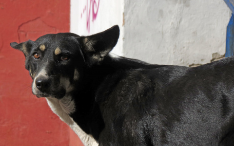 Во Владимире состоится благотворительная акция помощи бездомным животным