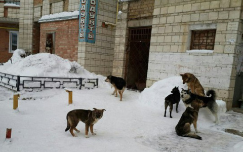 Жители Судогды подверглись массовой атаке бродячих собак