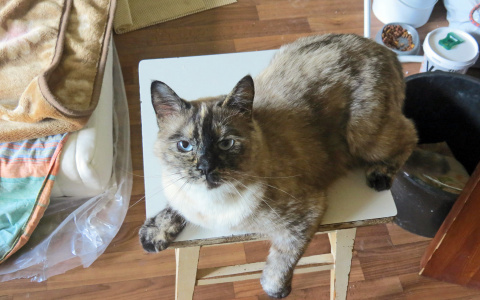 Владимирец заплатит свободным временем за избиение кошки соседки