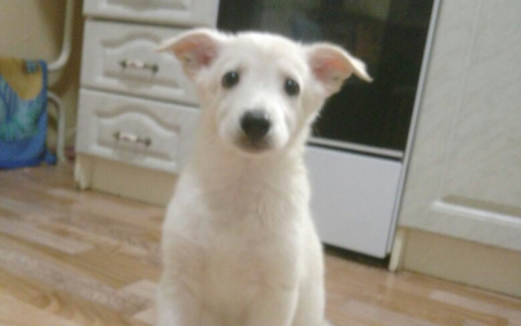 Беляш - пес с грустными глазами, который оказался никому не нужен