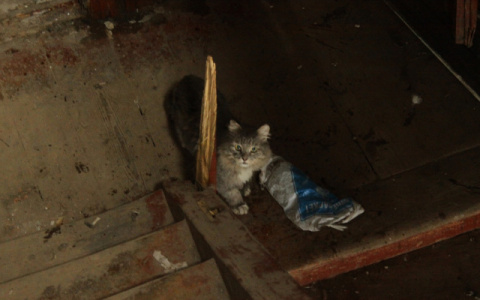 5 историй жестокого обращения с животными во Владимире, которые закончились ничем