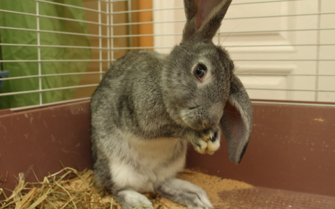 Во Владимир пожалуют милые пушистики со своей "Экzофермой"