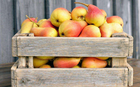 В Камешково беспощадно уничтожили польские груши