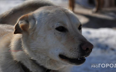 Пять историй животных, которым нужно найти дом