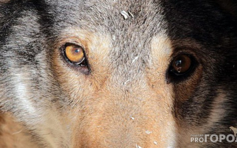 Во Владимирской области в объектив видеоловушки попалась семья волков