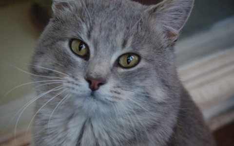 Прихрамывающий кот Дымок ищет добрых хозяев