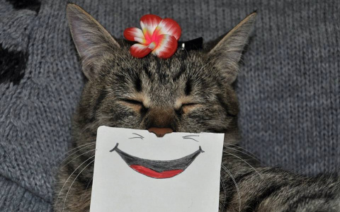 Успокоительное для блондинок, стоянка для геев и другие приколы Владимира