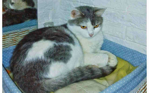 Пять историй котиков, которые нуждаются в заботе и любви